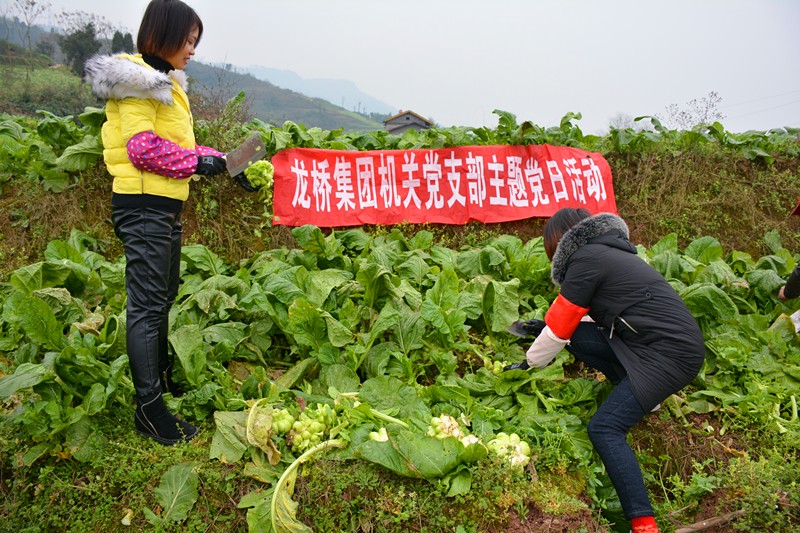 集团党员齐力助农户收割菜头